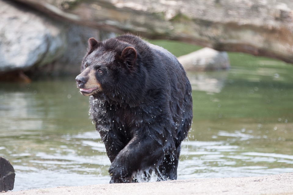Water brown bear wild