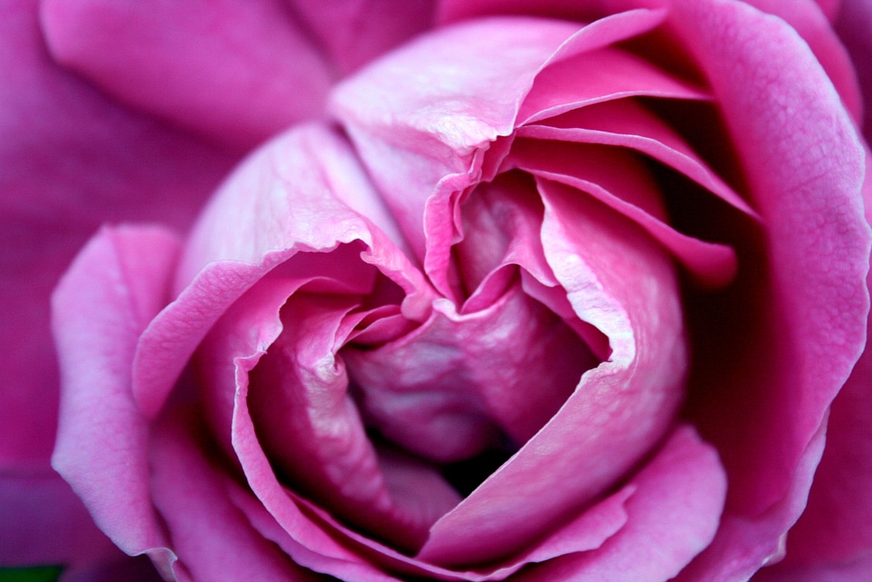 Rose rosa flower