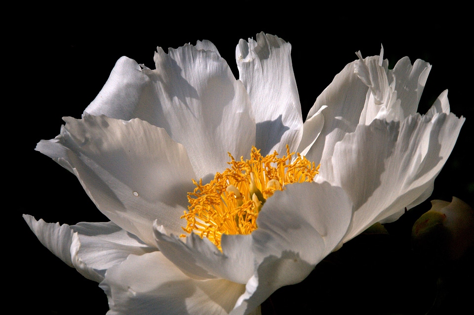 Flower nature white