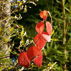 Deciduous tree curved defective