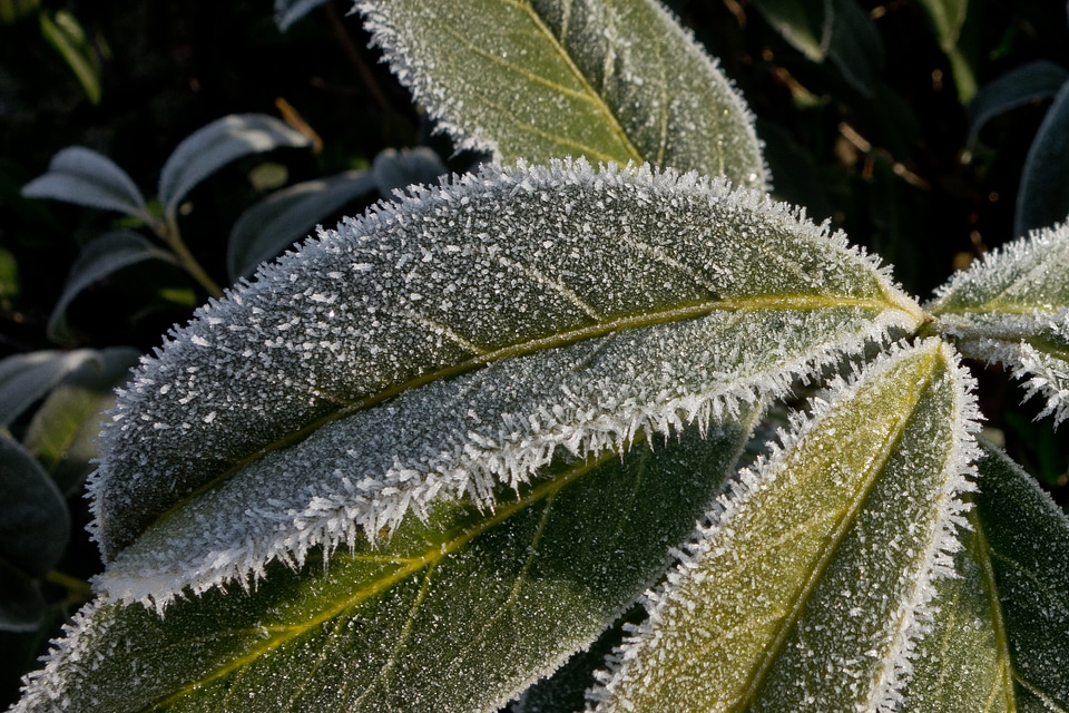 Eiskristalle leaves winter
