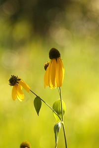 Macro yellow flower flower