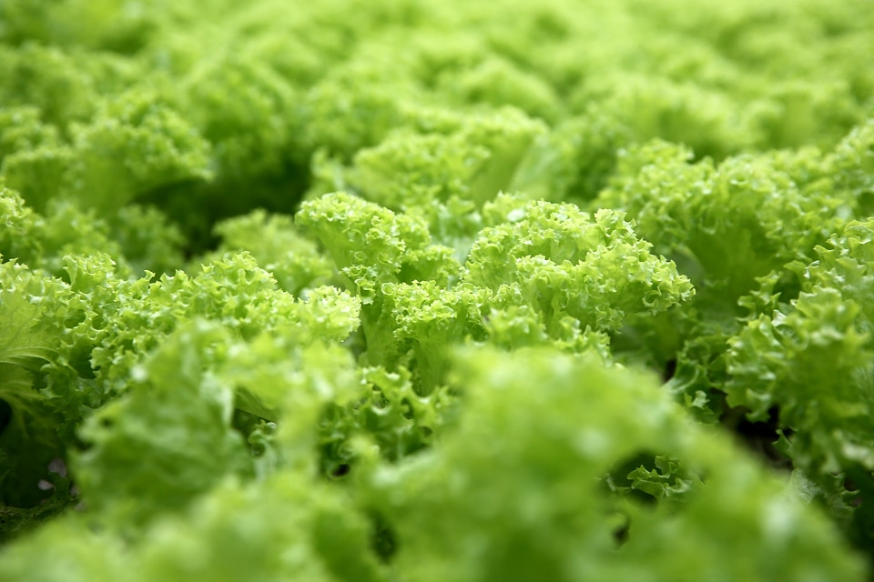 Fresh food healthy