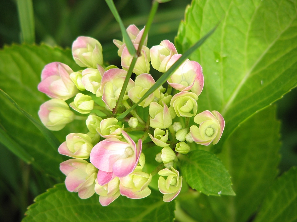 Flower green pink photo