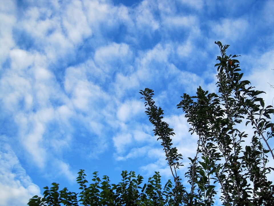 Loose scattered wispy