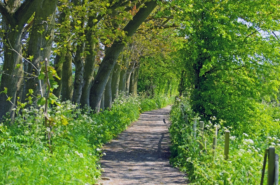 Nature tree trees
