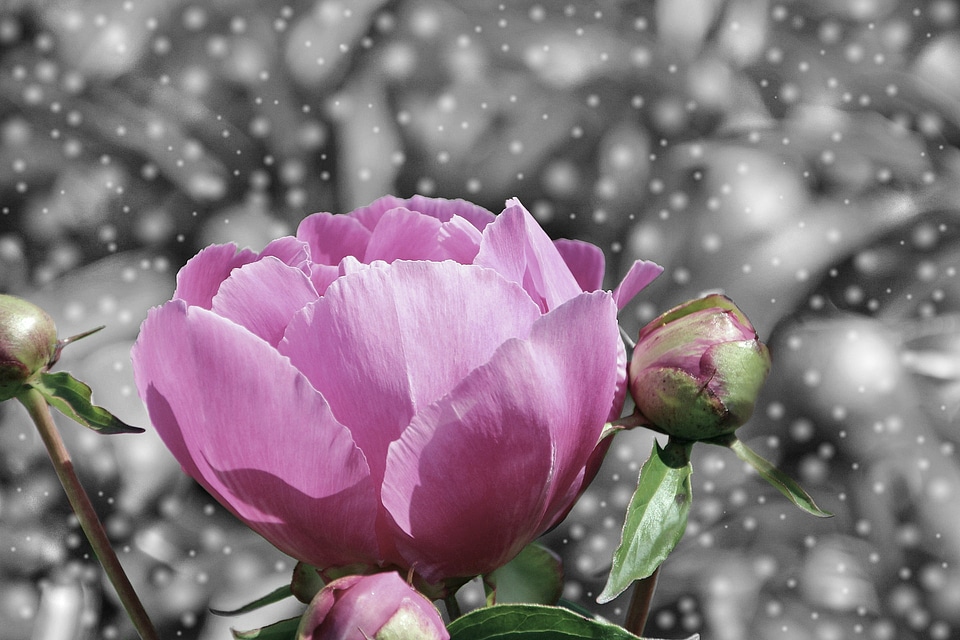 Fantasy blossom bloom