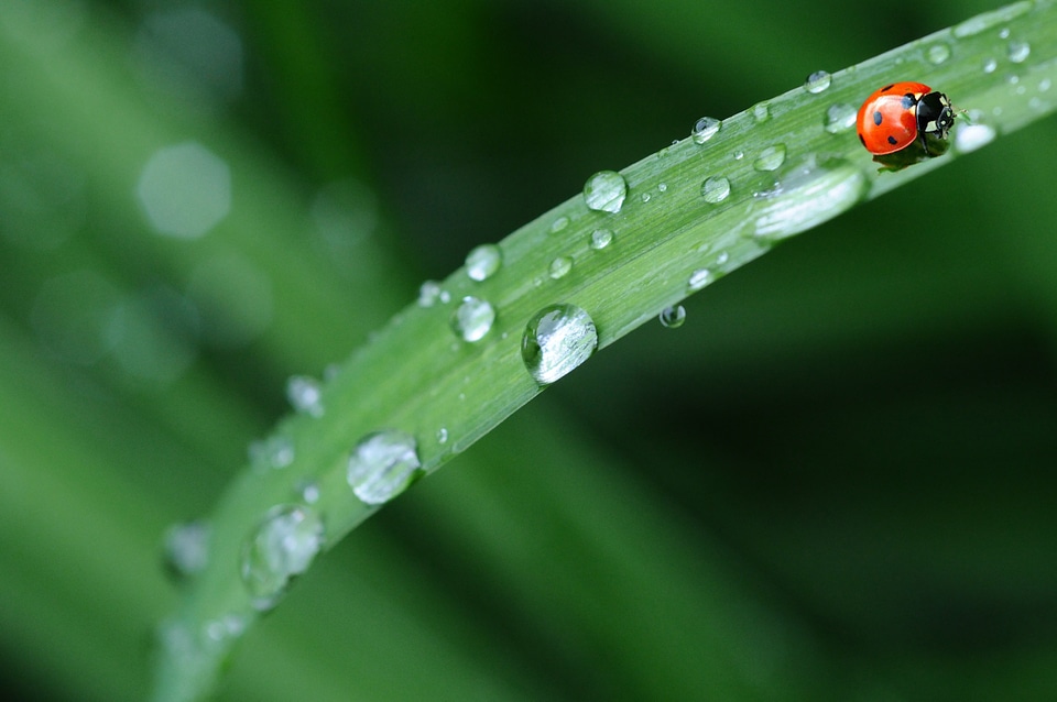 Leaf spring dew drop