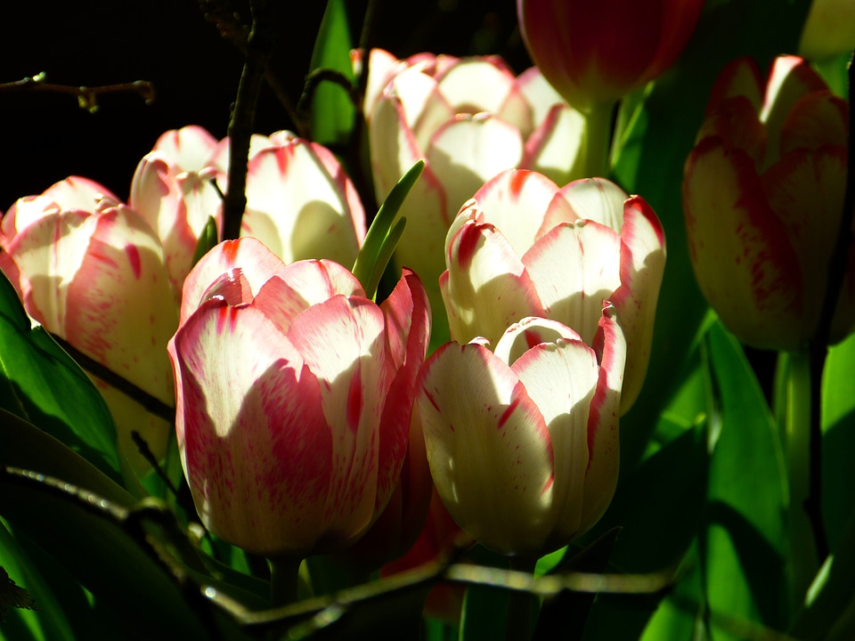 Pink flowers plant