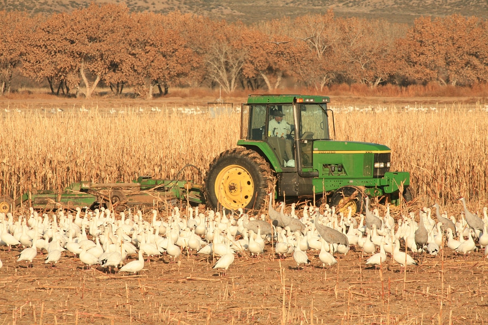 Field geese fly