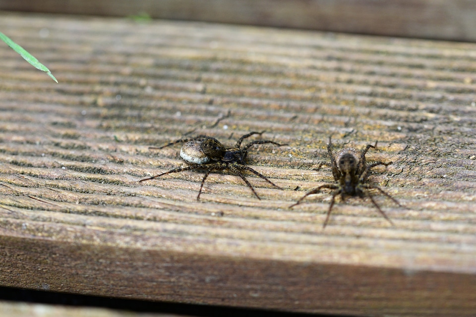 Female garden wolf spiders female egg sack