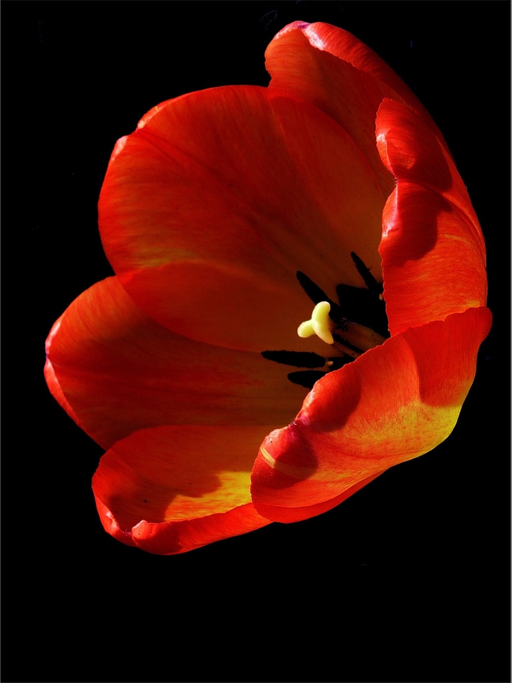 Red tulips garden spring