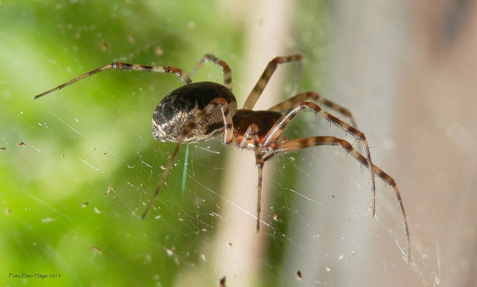 Arachnid scary spooky
