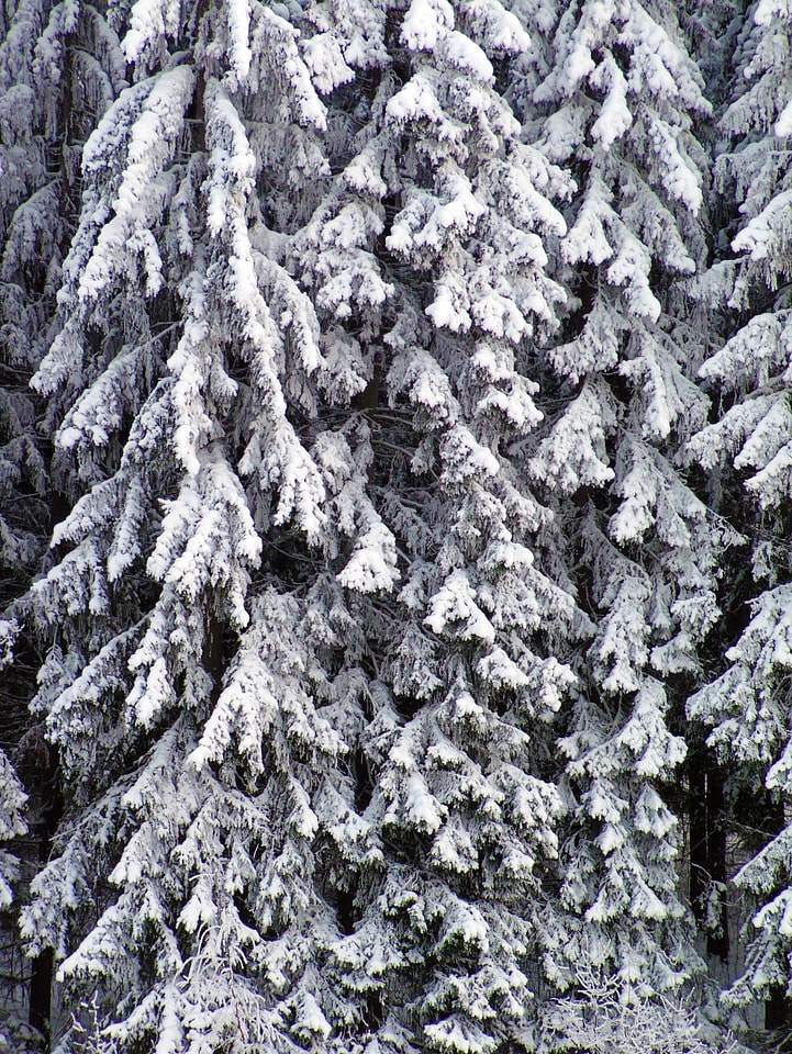 Snowy winter branches