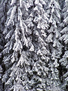 Snowy winter branches