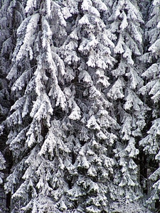 Snowy winter branches photo