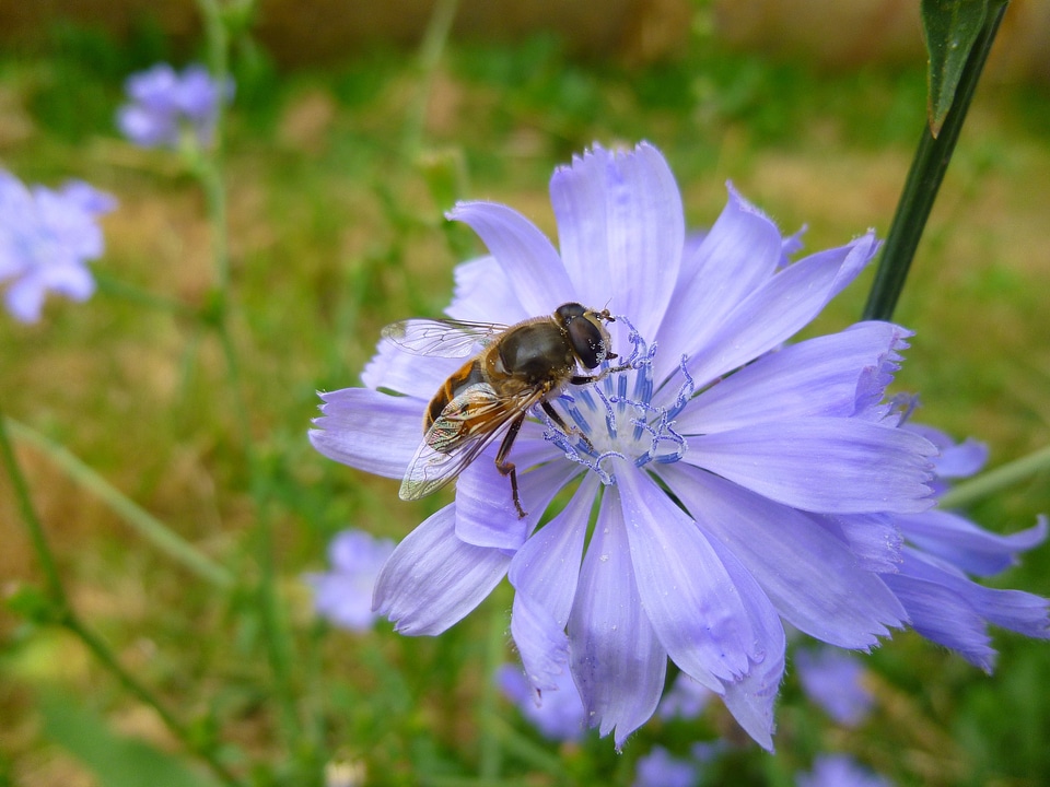 Blue flower bee field