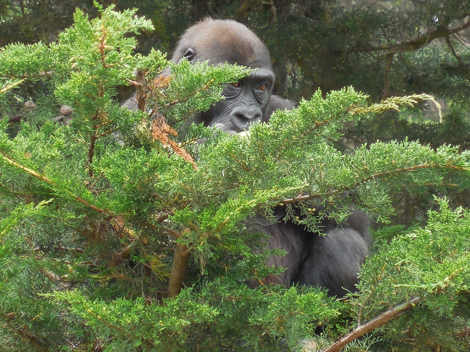 Ape endangered wildlife