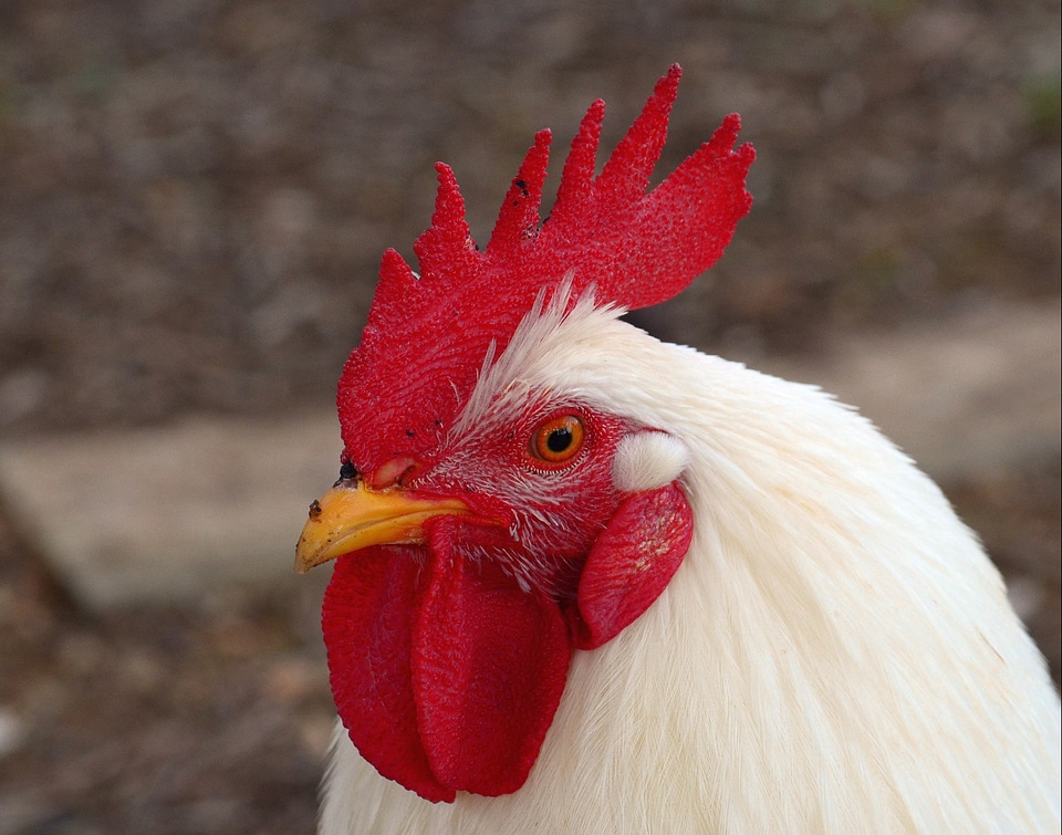 Poultry bird animal