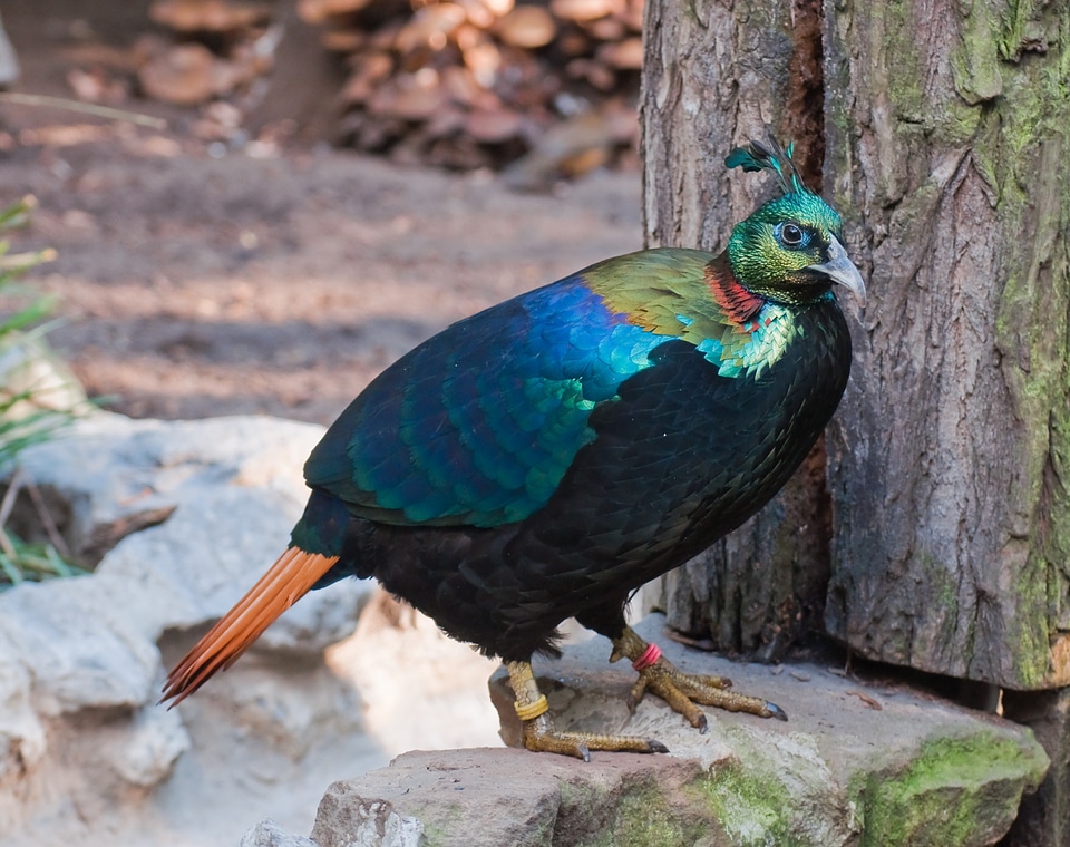 Zoo colorful lophophorus impejanus