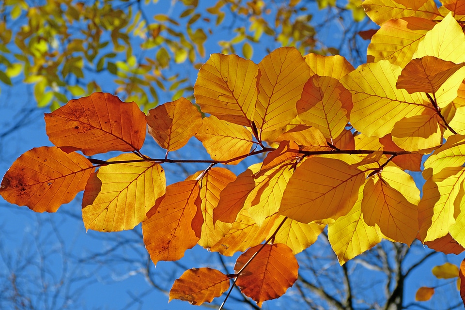 Fall bright colors light