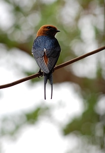 Wings feather wildlife photo