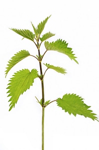 Isolated nettle nobody