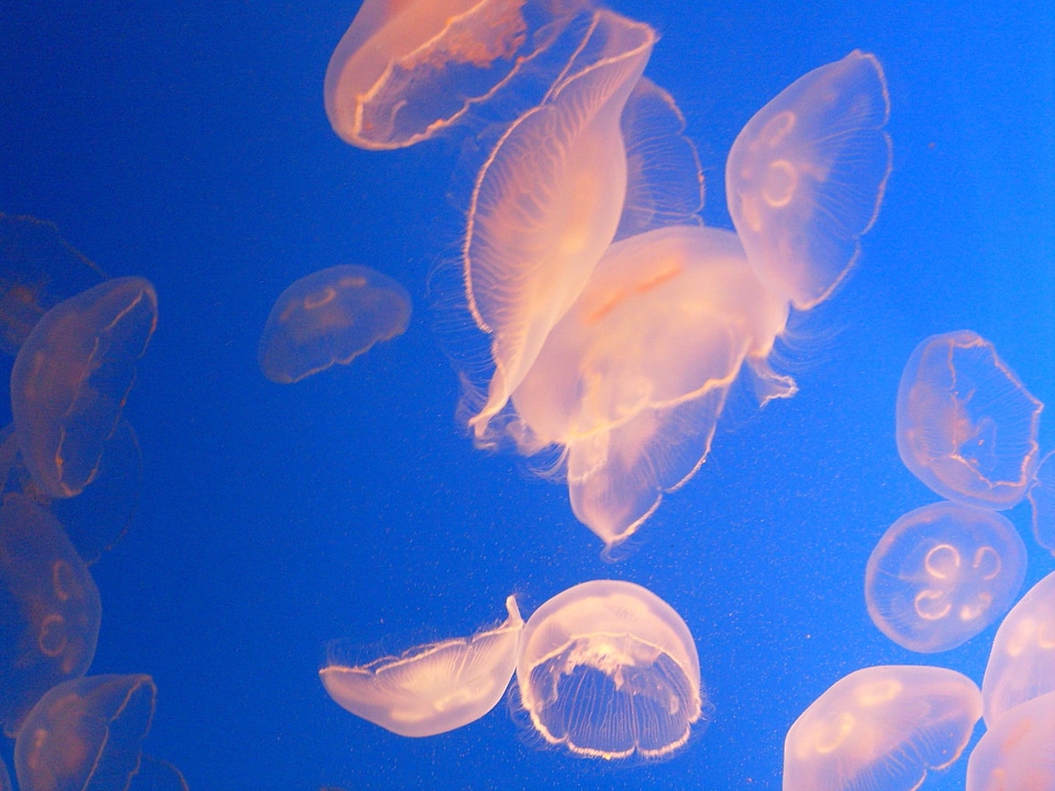 Aquarium sea marine fauna