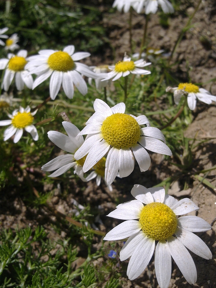 Daisy flower spring