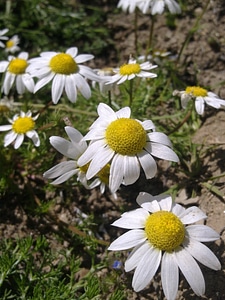 Daisy flower spring photo