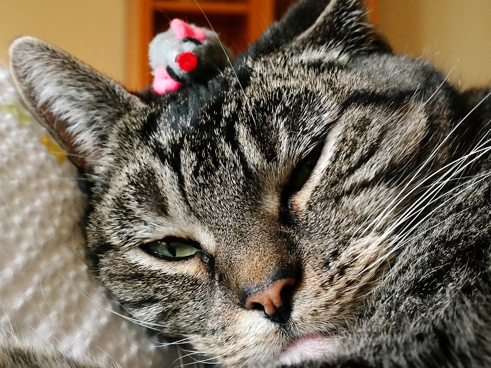 Toy mouse grey satisfied