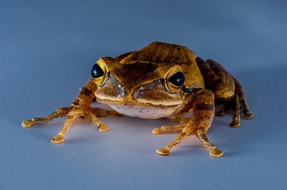 Anuran frog amphibians