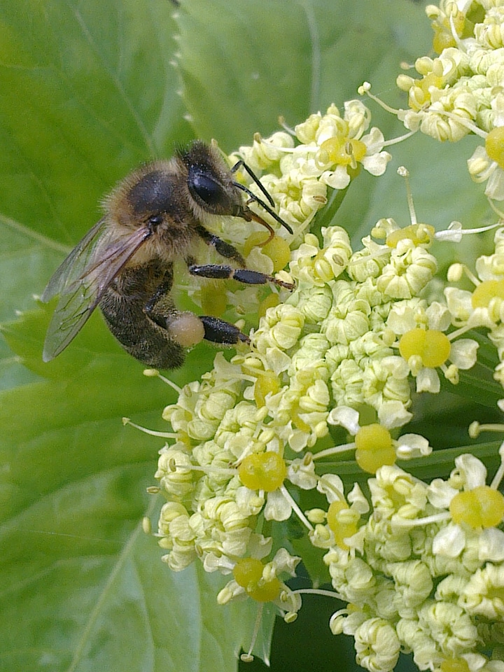 Bee insects animals