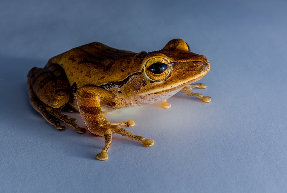 Anuran frog amphibians