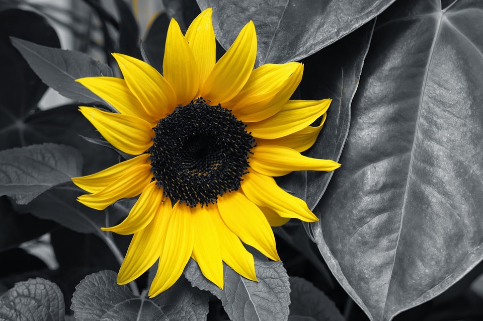 Flower bright nature