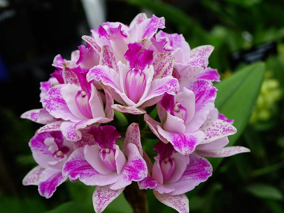 Bloom branch closeup