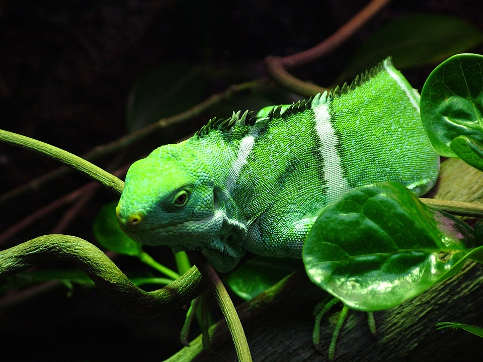 Green brachylophus close up