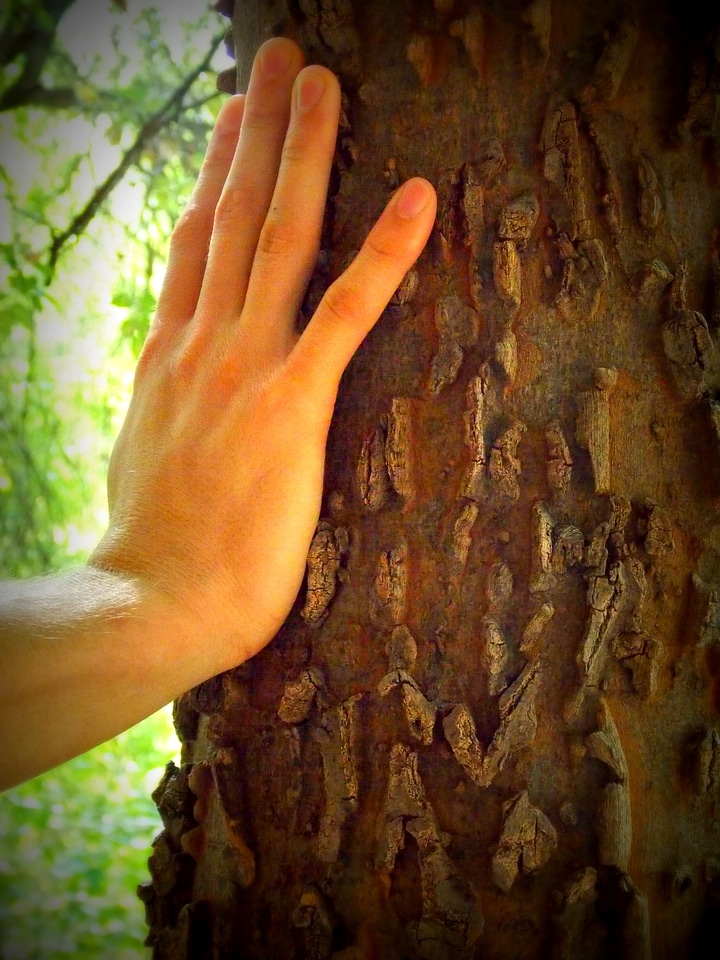 Hand tree nature
