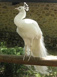 Peacock white birds