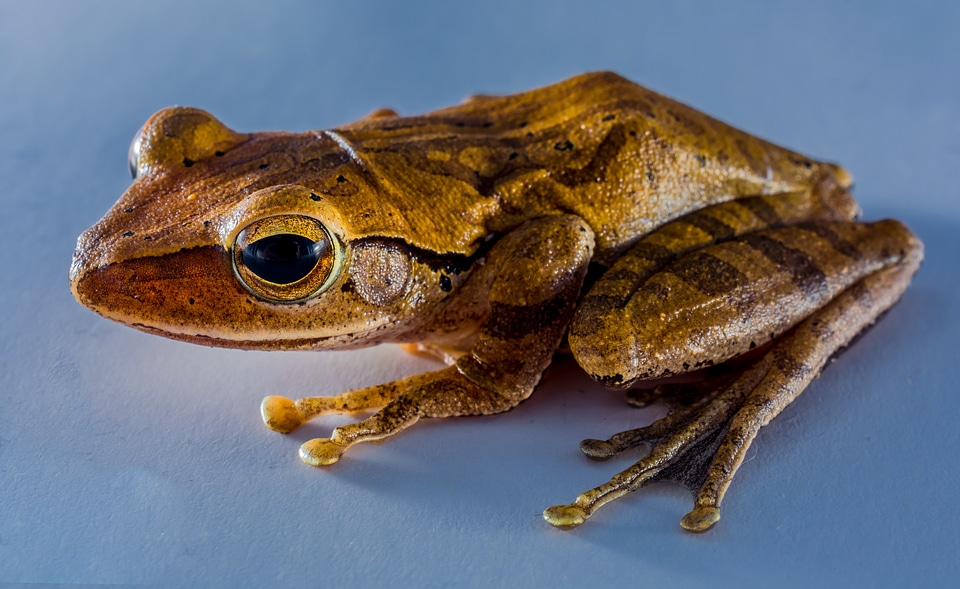 Anuran frog amphibians