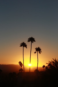 Palm trees sky sunset photo