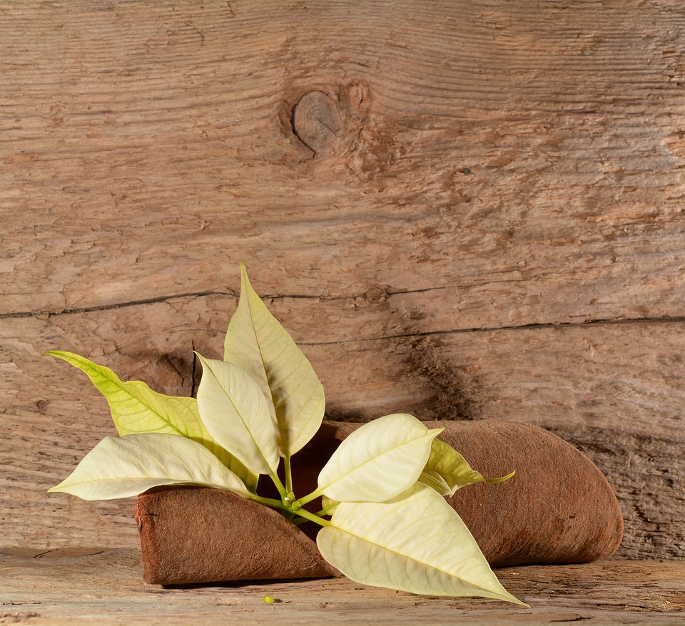 Flower plant wood