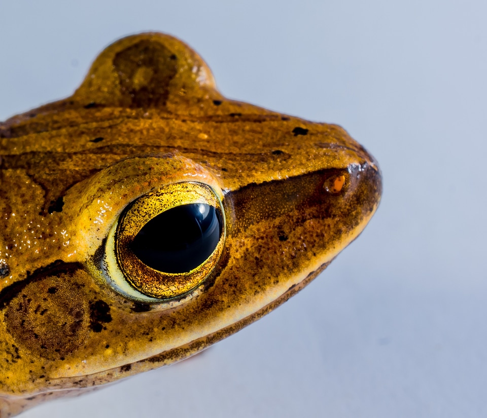 Anuran frog amphibians