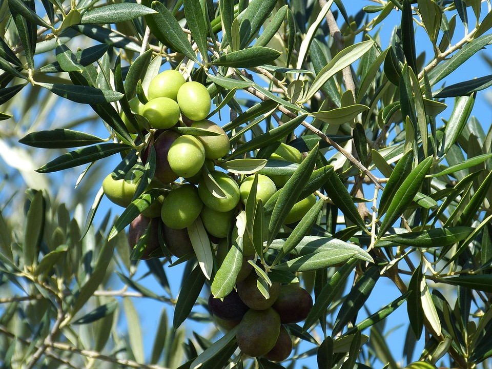 Green olives drupes food