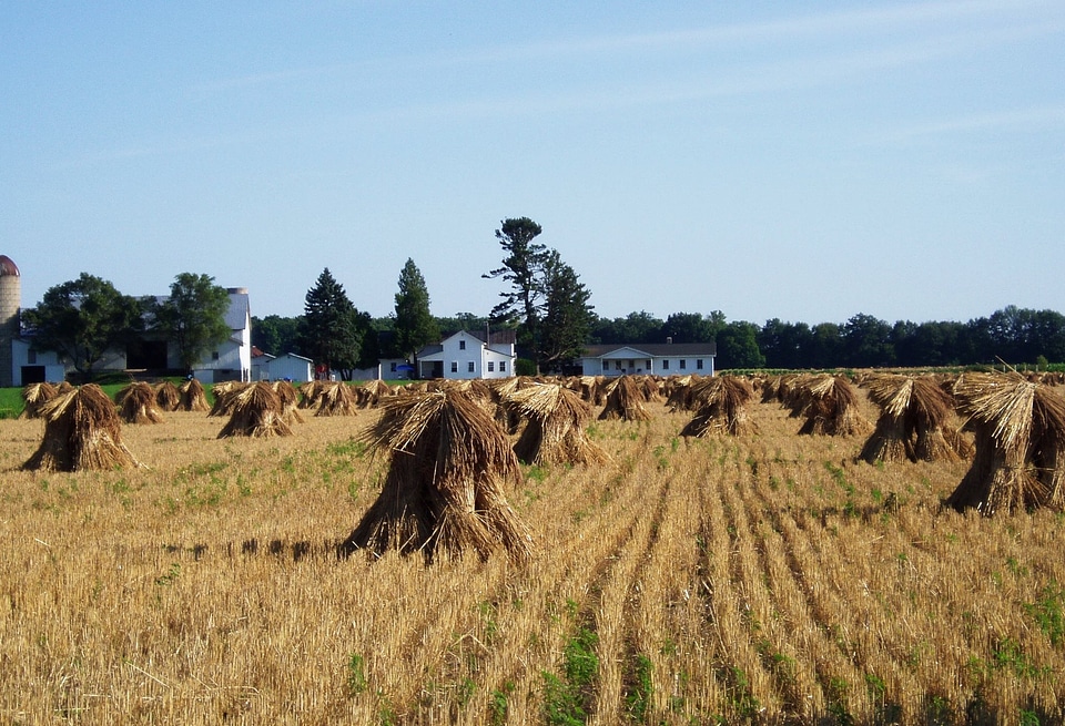 Rural agriculture field photo