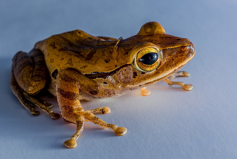Anuran frog amphibians