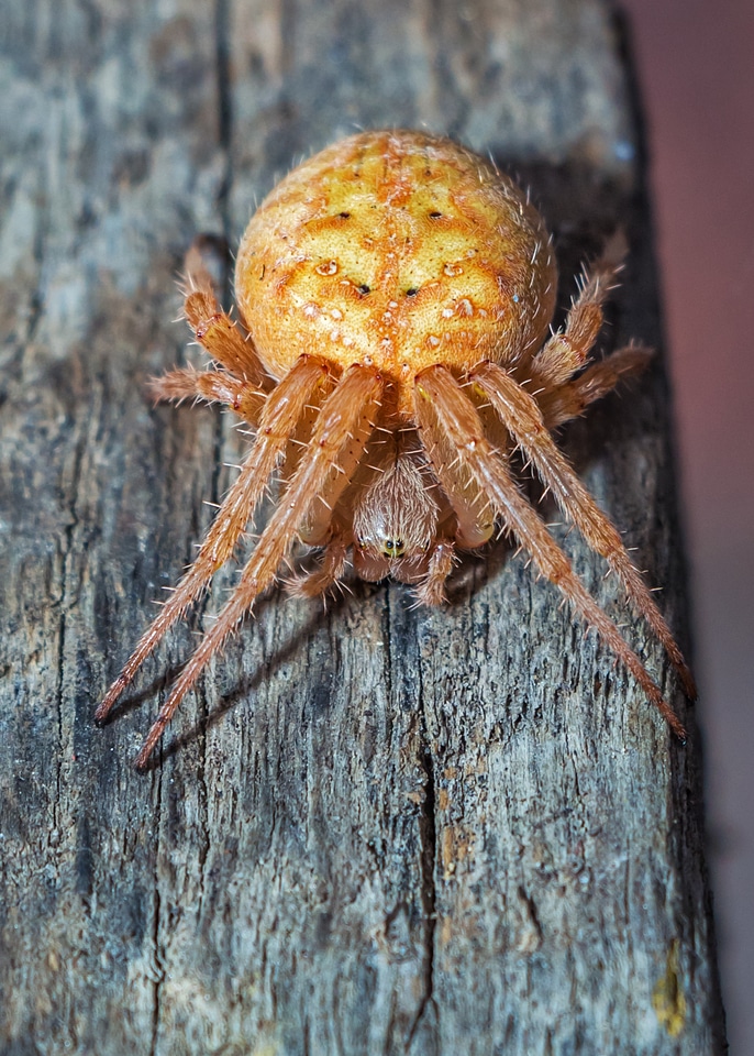 Arachnida arthropods spiders