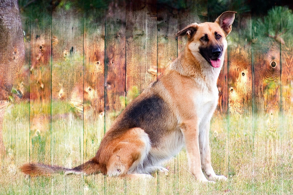 View tongue animal portrait
