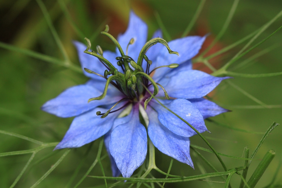 Flower virgin in the green close up