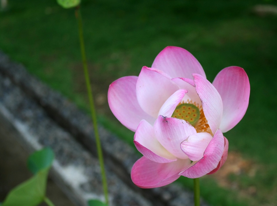 Bali indonesia asian